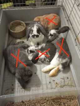 Zakrslý beránek králíček - 3