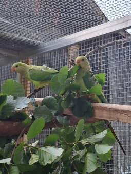 Papoušek nádherný - 3