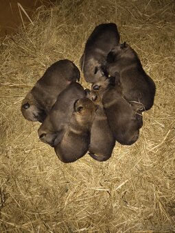 Československý vlčák bez PP - 3