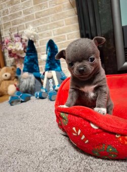 Čivava Štěňata - 3