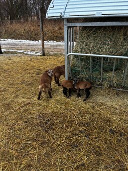 Kamerunské ovce - 3