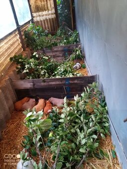 Obří Cuy morčata Doležal świnka morska Meerschweichen - 3