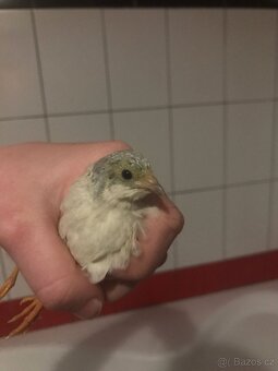 Křepelka čínská NV, mladí samečci - 3