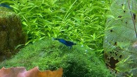 Neocaridina Davidi var. Blue Dream NOVINKA-zasíláme - 3