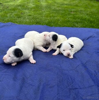 Jack Russel - 3