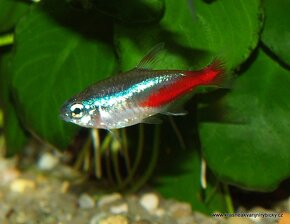Neonka obecná (Paracheirodon innesi) - 3