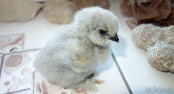 Hedvábnička velká vousatá - EU - 3