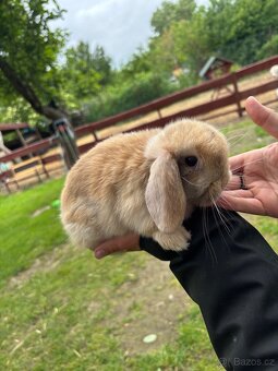 Mini lop - mláďata k rezervaci - 3