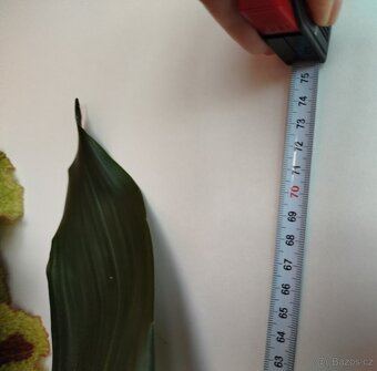 Pokojová květina ASPIDISTRA - 3