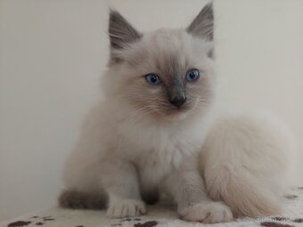 Ragdoll - 3