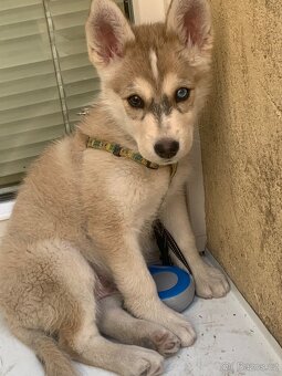 Sibiřský Husky - štěně - 3