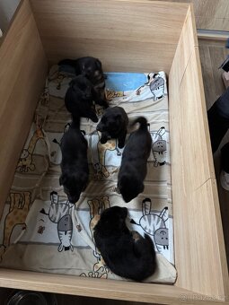 ✨ Na prodej – štěňátka Německého ovčáka ✨ - 3