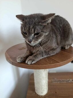 Julča hledá pohodový a milující domov - 3