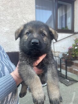 Německý ovčák - 3