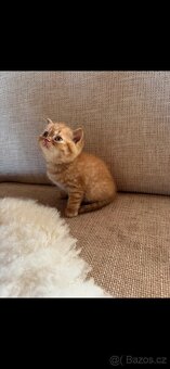 Britská koťátka s PP - 3