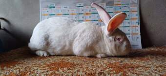 BROJLEROVÝ KRÁLÍCI HYLA-HYPLUS - 3