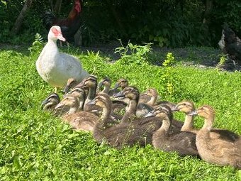 Indický běžec - 3