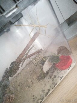 Strašilky - Pakobylky - 3