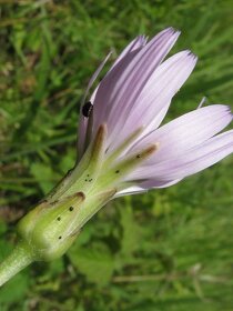 Hadí mord nachový-Scorzonera purpurea 40 semen 50Kč - 3