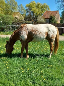 Appaloosa valach 3 roky - 3