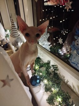 Sphynx - 3
