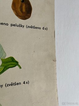 starý školní plakát biologie - 3
