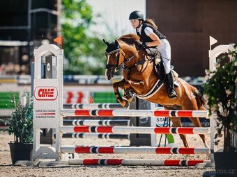 Zkušená pony B klisna - 3