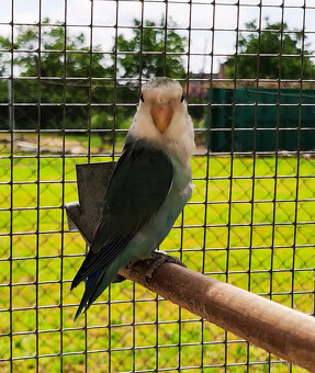 Agapornis růžohrdlý - 3