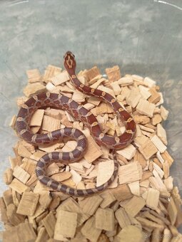 Užovky červené 8/25 classic a diffused - 3