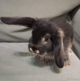 Zakrslý beránek králíček - 3