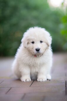 Maremma Sheepdog - Maremmansko Abruzský pastevecký pes - 3