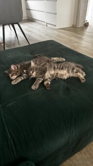 Mainská mývalí - 3