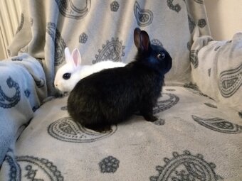 Nádherní zakrslí králíčci - mláďata - 3