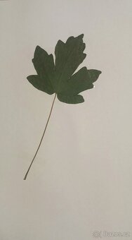 Herbář dřevin - 3