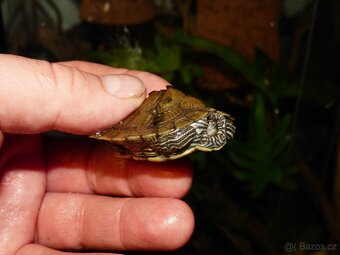 Želva mapová (Graptemys sp.) - 3