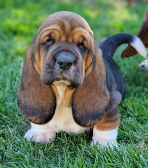 Bassethound - dva trikolorní pejsci s PP - 3