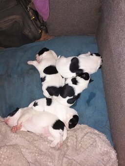 Jack Russell teriér s Parson terierem - 3