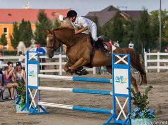 16-ti letý valach - 3