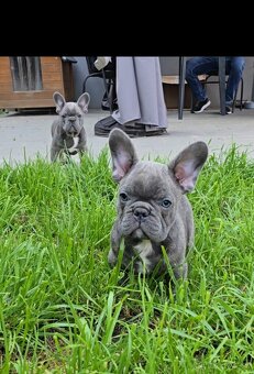 Štěňátka francouzského buldočka – barva blue 🐾 - 3