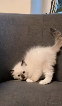 Koťátka Ragdoll - 3
