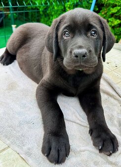 IHNED K ODBĚRU Labradorský Retriever s PP - 3