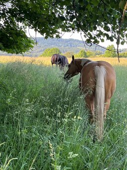 Pastevní ustájení - 3