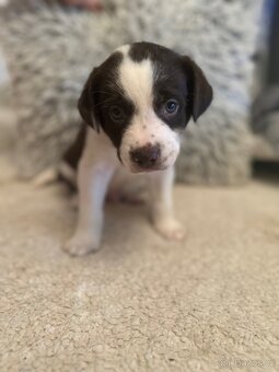 štěňata Border Kolie / Staford - 3