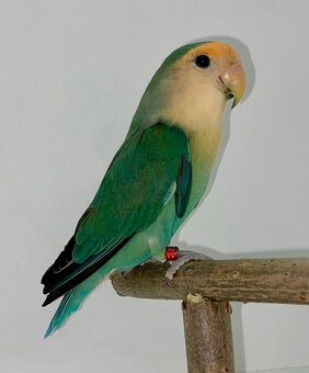 Agapornis Růžohrdlý - 3