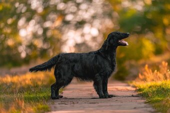 FLAT coated retriever -Černá a hnědá šť s PP - 3