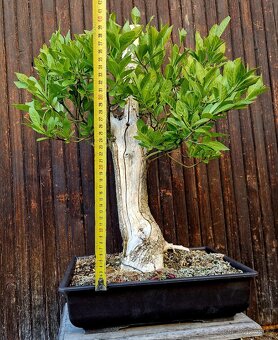 Bonsai, Bonsaj - Evonymus 2 - 3