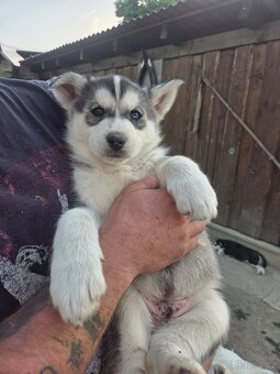 Sibiřský Husky - 3