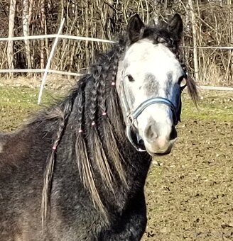 Valach Welsh pony, sekce B k prodeji - 3