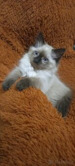 Kocourek Ragdoll - 3