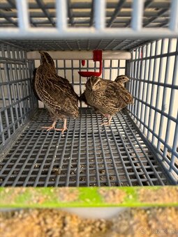 Kohoutci křepelky Celadon a Japonské nosné. - 3